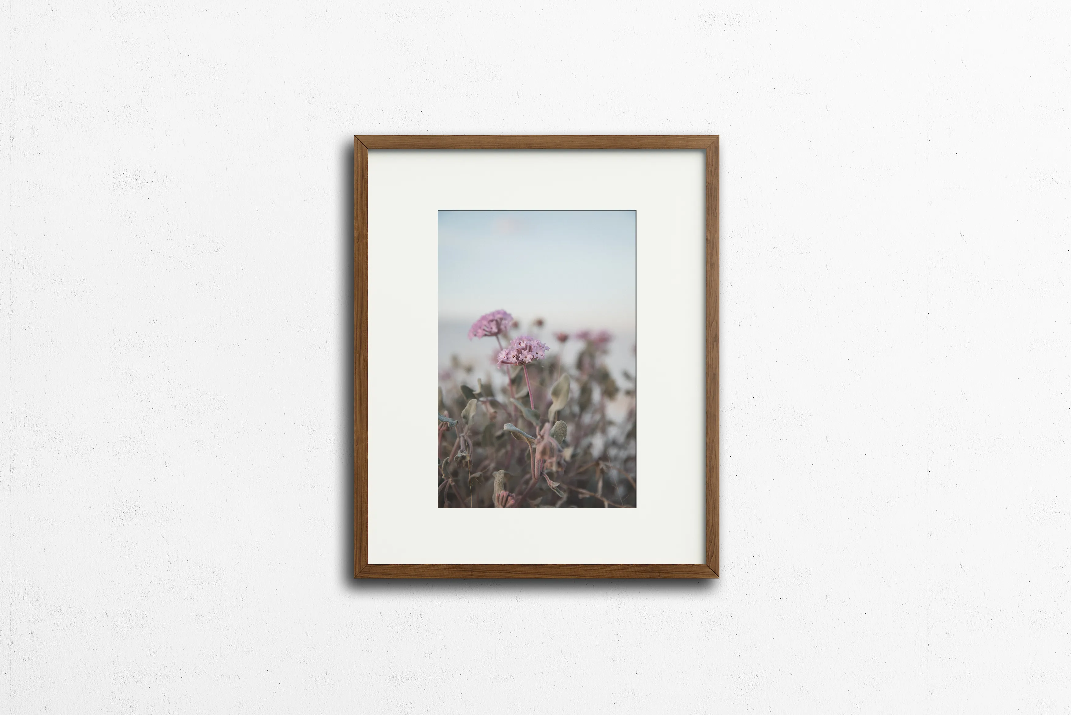 Photography: Wildflowers at White Sands