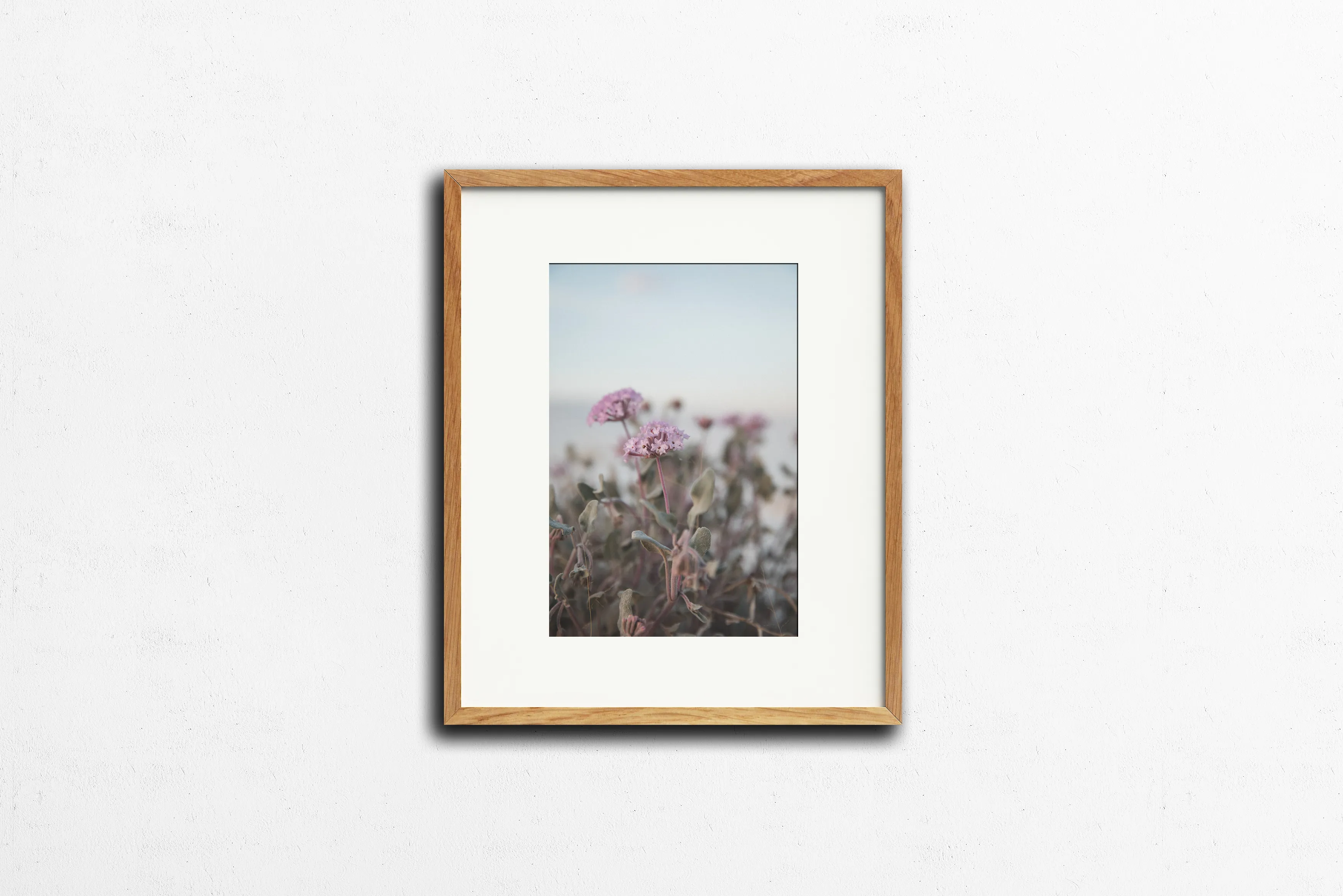 Photography: Wildflowers at White Sands