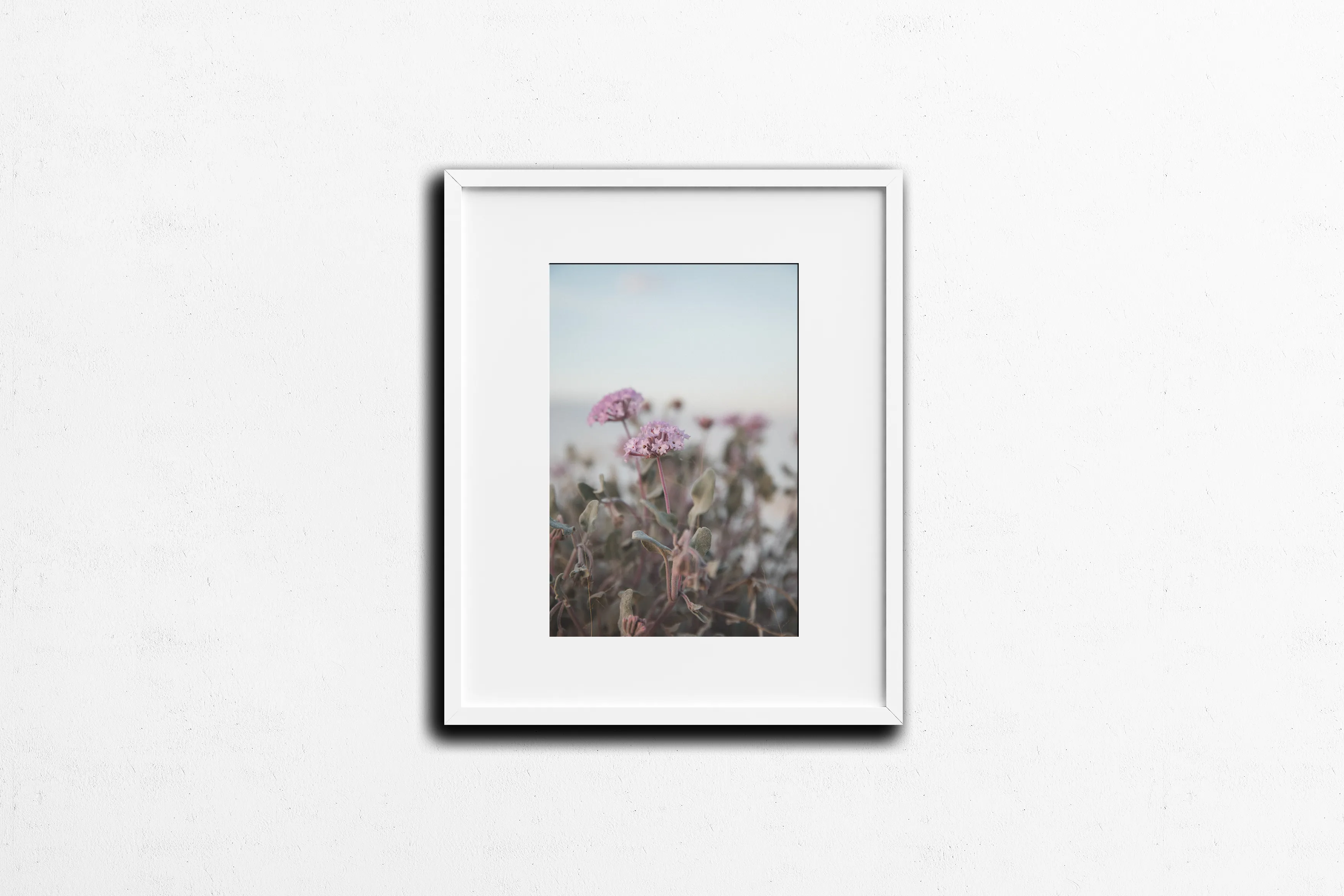 Photography: Wildflowers at White Sands