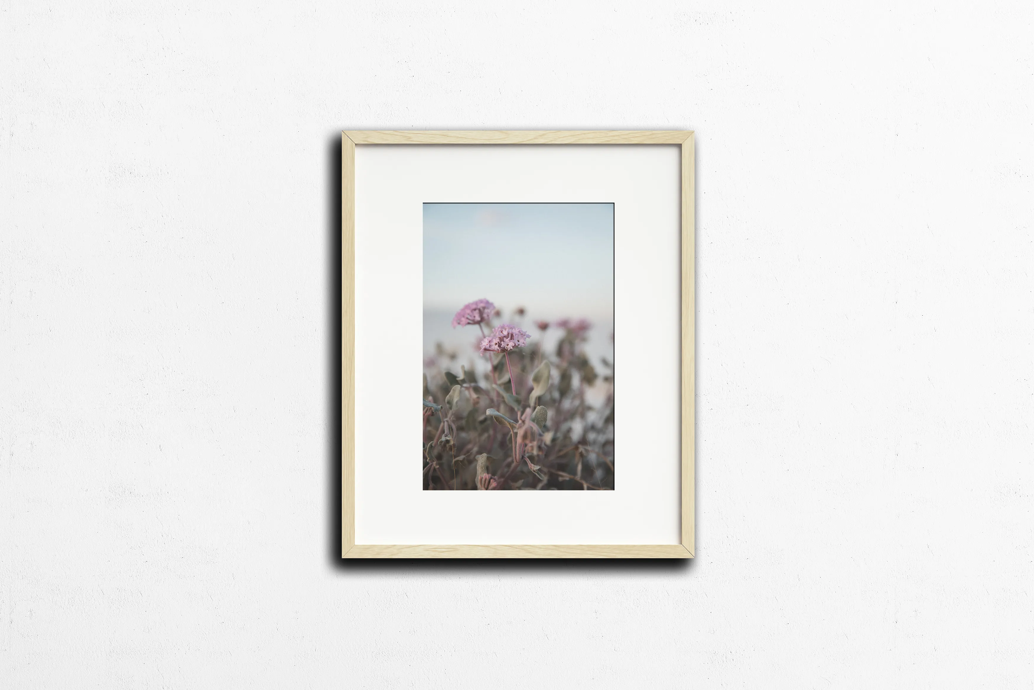 Photography: Wildflowers at White Sands