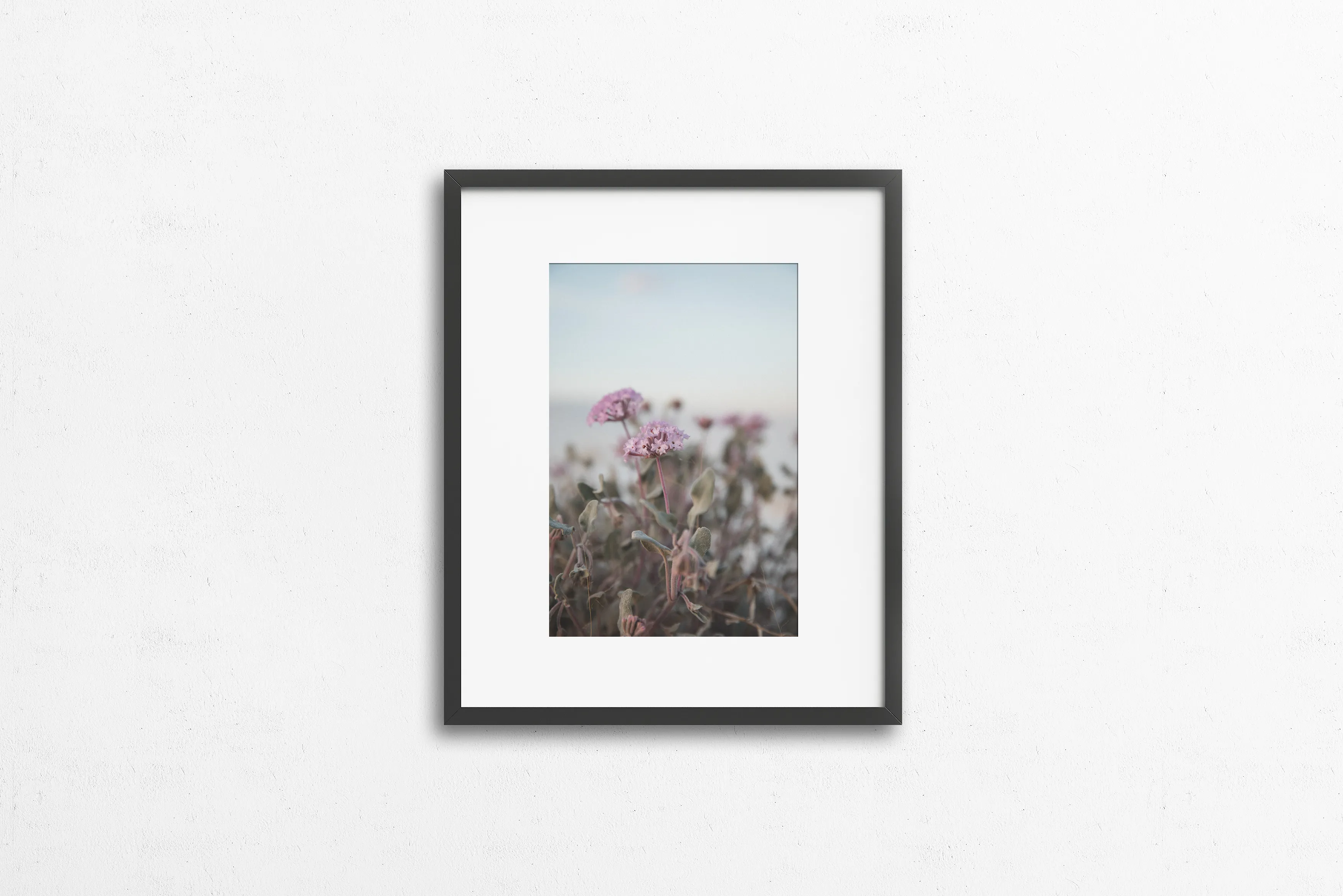 Photography: Wildflowers at White Sands