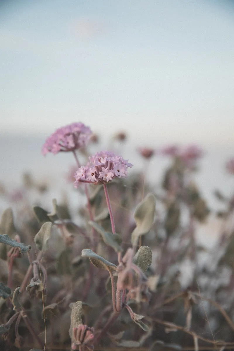 Photography: Wildflowers at White Sands
